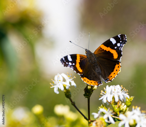Canvas Print Macro of an Admiral butterfly