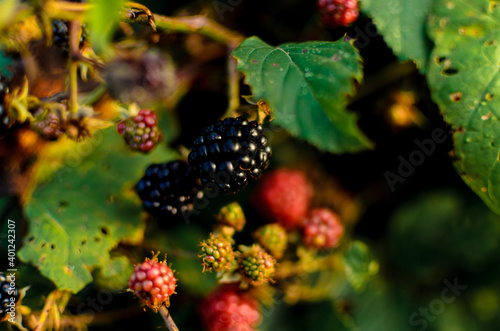 blackberry on the bush