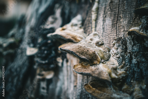 Wanderung rund um Wildenburg