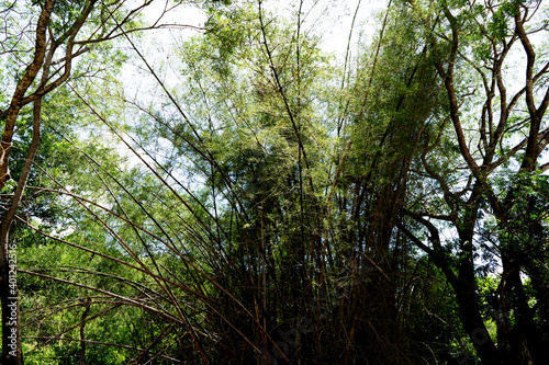 Bamboo plantation, Green bamboo fence texture background, bamboo texture