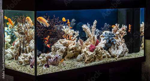 Freshwater aquarium designed in pseudo-sea style. Aqua scape and aqua design. photo