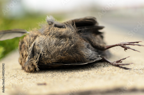close up of a dead bird
