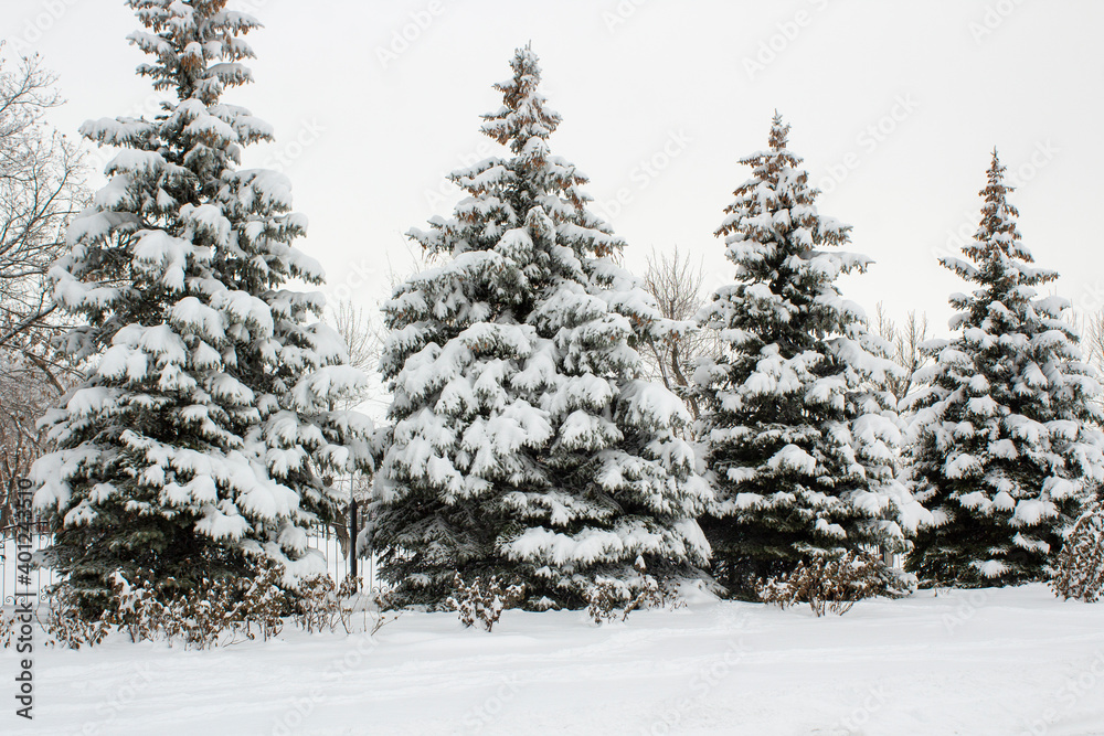 Winter landscape with snow-covered fir trees. Pines under the snow in winter