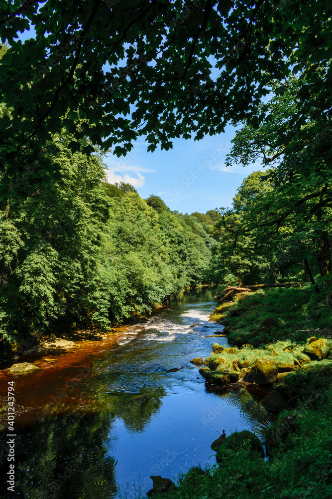 river in the forest