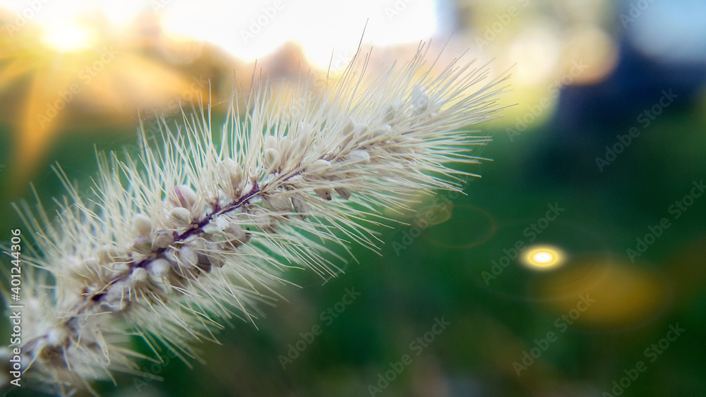 dry autumn single plant slowly and quietly moving in the wind dry autumn single plant slowly and quietly moving in the wind