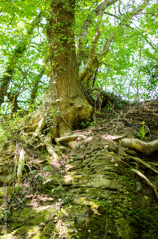 tree in the woods tree in the woods