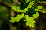 Green Oak Leaves