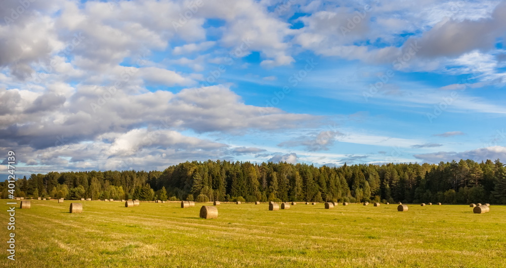 Fototapeta premium Field with mown grass and hay rolls on the background of the forest and the sky with clouds in summer