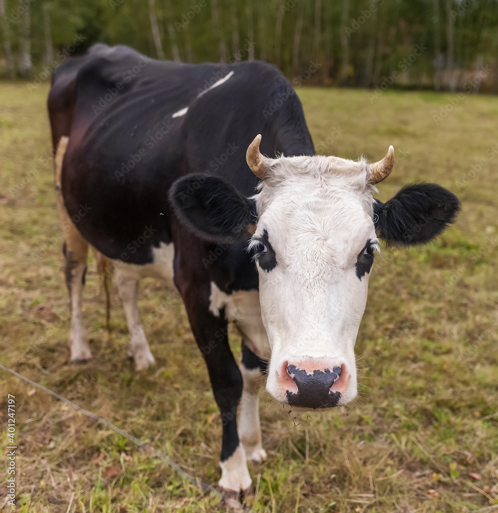 Black and white cow on a background of grass, birches and sky in summer