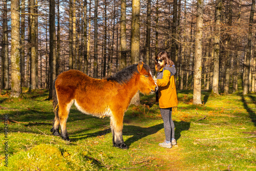 A young hiker stroking wild horses in the Oianleku beech forest, in the town of Oiartzun, Gipuzkoa. Basque Country photo