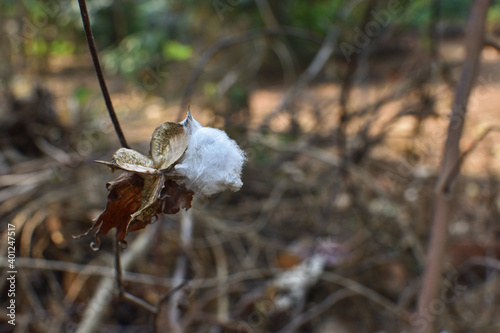Field of Ripe Cotton Plants. Cotton ready for harvesting with selective focus.