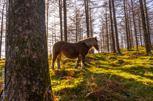 Free wild horses in the Oianleku forest at sunrise, in the town of Oiartzun, Gipuzkoa. Basque Country. Spain photo