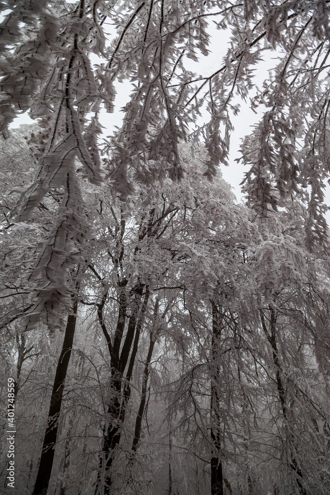 Frozen trees in winter forest Frozen trees in winter forest