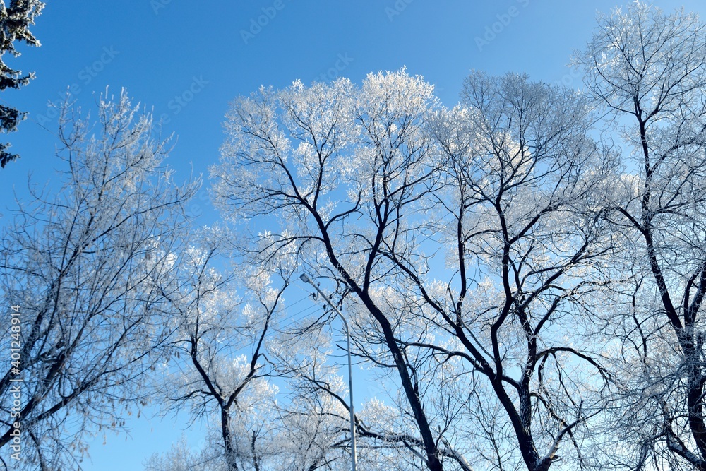 City Park. Winter contrast against the sky. City Park. Winter contrast against the sky.