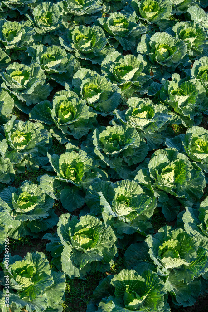 View of freshly organic cabbage in field View of freshly organic cabbage in field