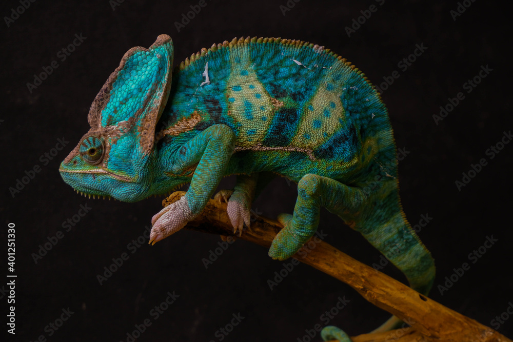Fototapeta green Yemeni chameleon male sits on a brown branch looking at the camera on a black background