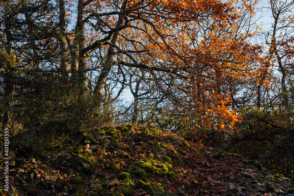 Fototapeta premium une forêt automnale. un chêne en automne
