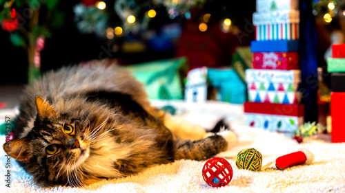 cat with christmas gifts and toys in front of tree