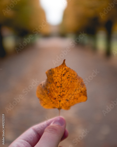 Autumn leaf in hand