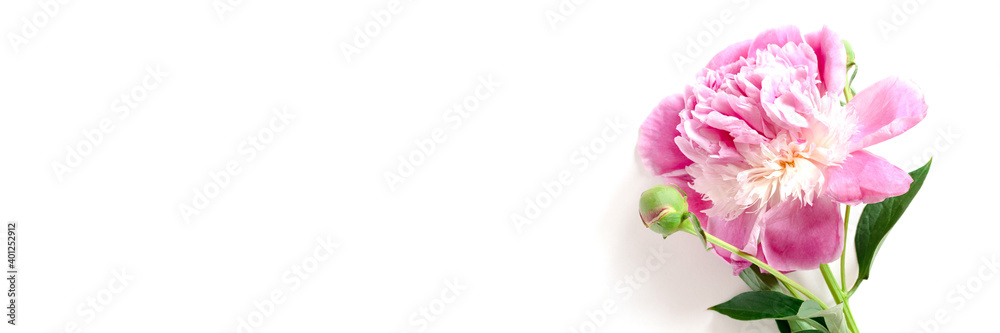 Header with lush pink peony flower on a white background. Mothers day concept. Gift for anniversary with place for text.