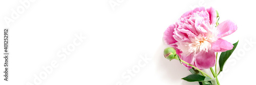 Header with lush pink peony flower on a white background. Mothers day concept. Gift for anniversary with place for text.