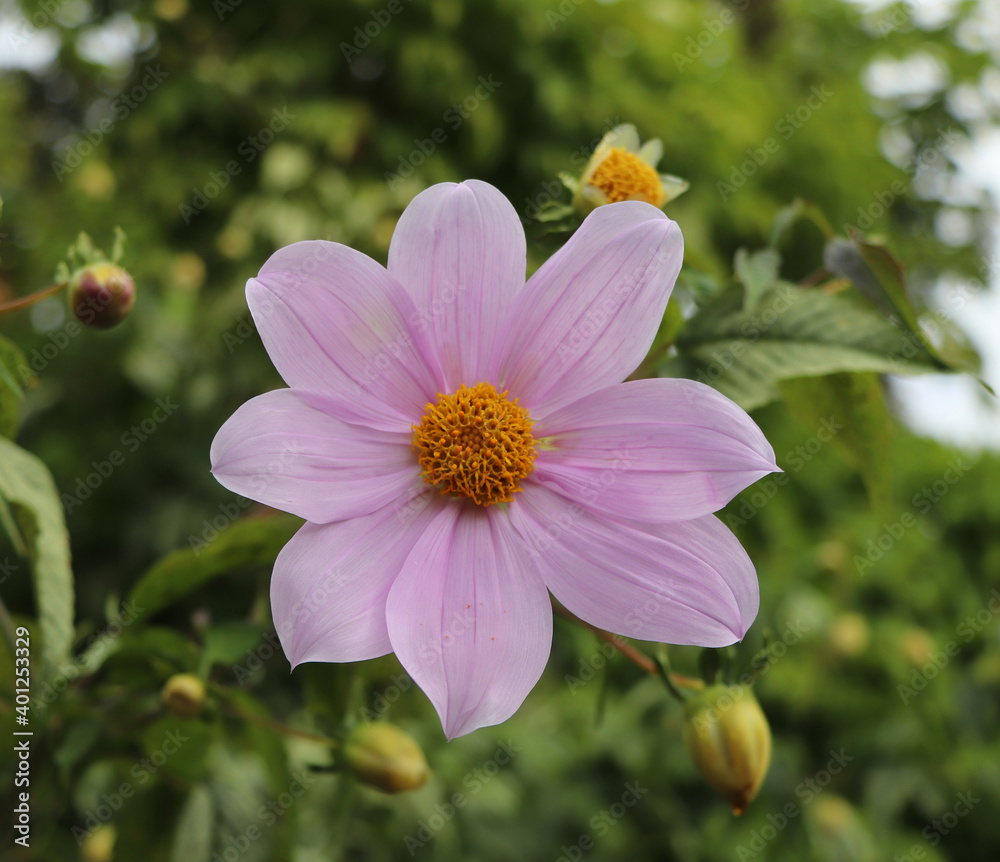 Fototapeta premium Flor de color Fucsia 