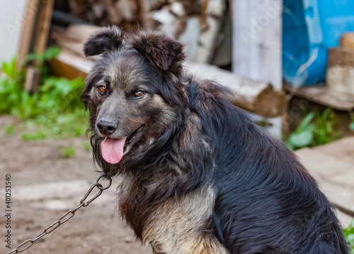 Domestic dog on a chain close-up on the background of the land and the village house © Александр Коликов