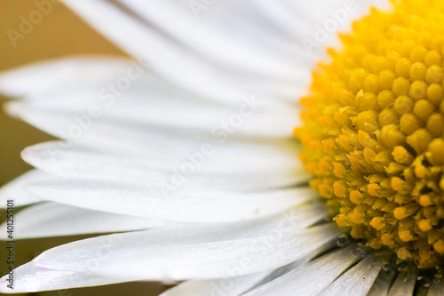close up of daisy