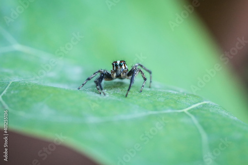 spider on tree leaf background, macro spider on leaf, animal in wild, lurking on a leaf © NOTE OMG