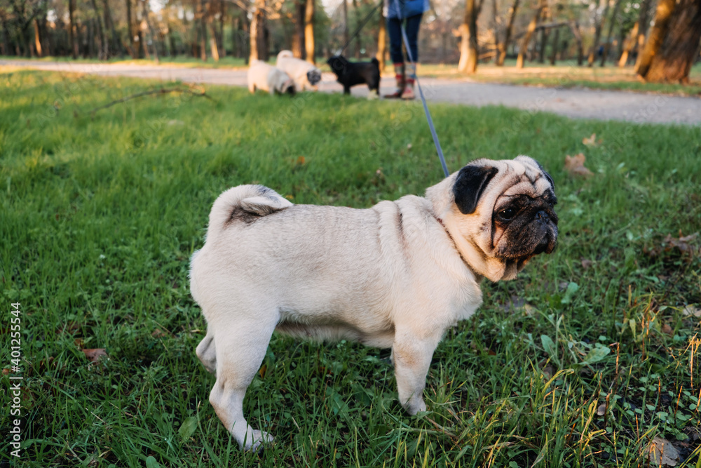 Dog walking with many pugs. Professional dog walker walking dogs in autumn sunset park. Walking the pack, array of pugs on city park