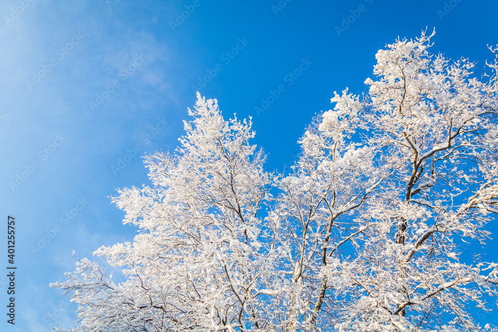 Trees covered in brilliant white ice and snow against bright blue sky in winter