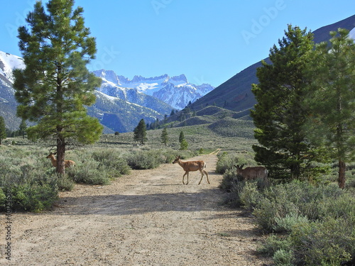 Mule deer living in the Humbolt-Toiyabe National Forest  Eastern Sierra Nevada Mountains  Mono County  California.