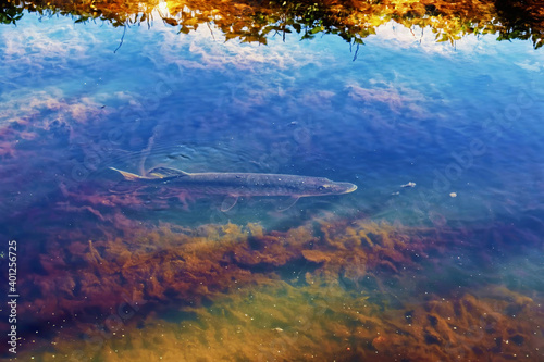 A pike swam into a shallow channel