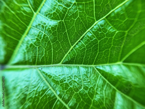 macro and texture green leaf