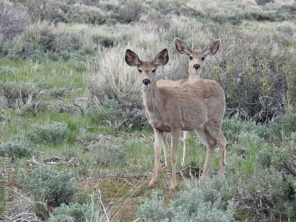Mule deer in the sagebrush, in the Sierra Nevada Mountains, Mono County, Twin Lakes, California. Mule deer in the sagebrush, in the Sierra Nevada Mountains, Mono County, Twin Lakes, California.