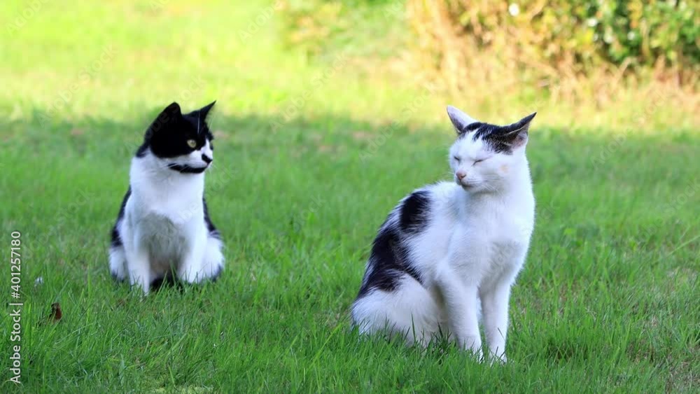 kitten black white in grass
kitten black white in grass