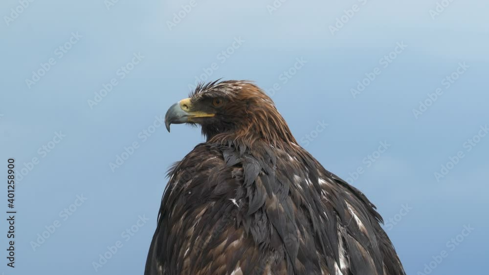 Golden eagle's feathers got wet in the rain. Wildlife Aquila chrysaetos Accipitridae hunter predator raptor raptorial bird prey perched perching siting waiting head eye beak plumage plume close up 4K Golden eagle's feathers got wet in the rain. Wildlife Aquila chrysaetos Accipitridae hunter predator raptor raptorial bird prey perched perching siting waiting head eye beak plumage plume close up 4K