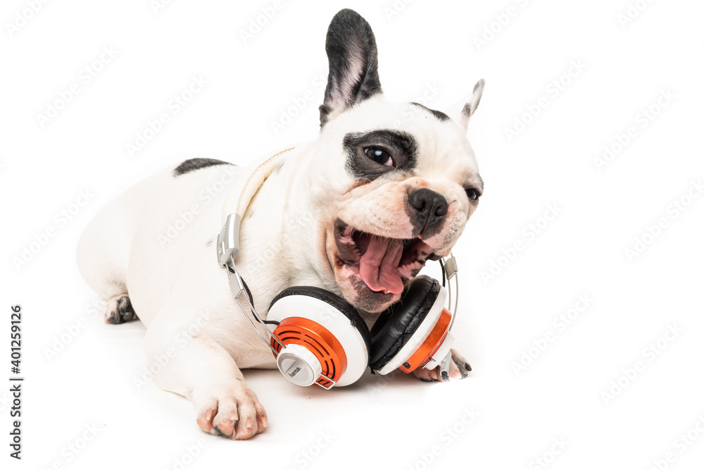 dog listening to music with headphones isolated on white backgro