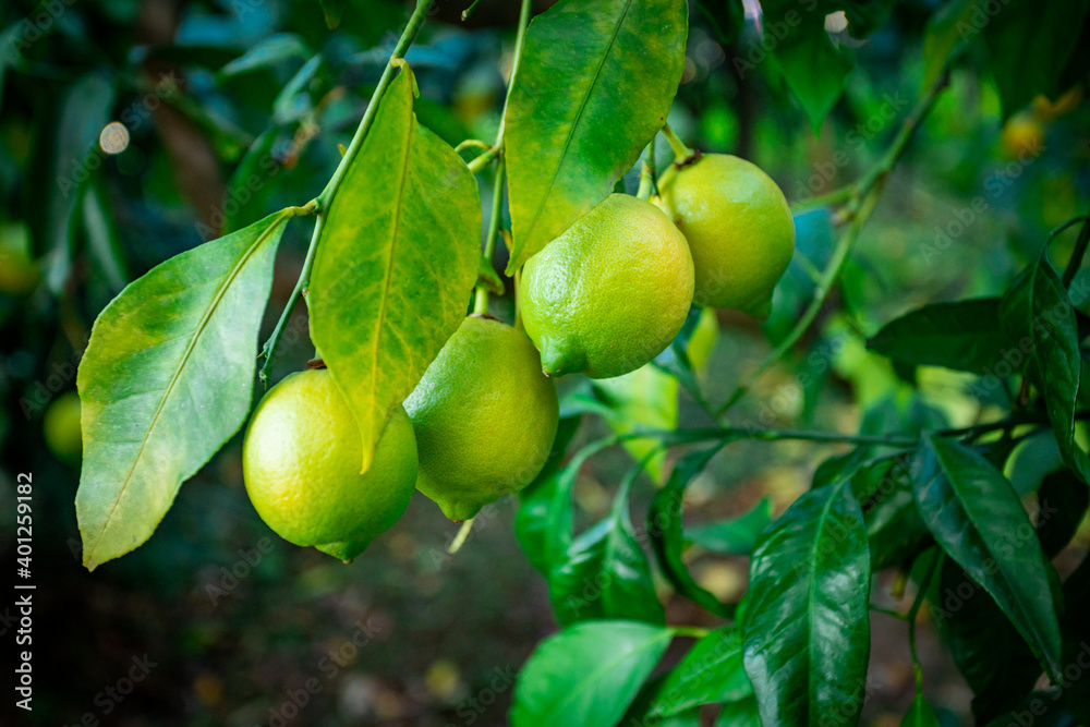 Fresh green lemon limes on tree in organic garden