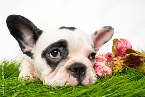 French bulldog puppy portrait isolated on white