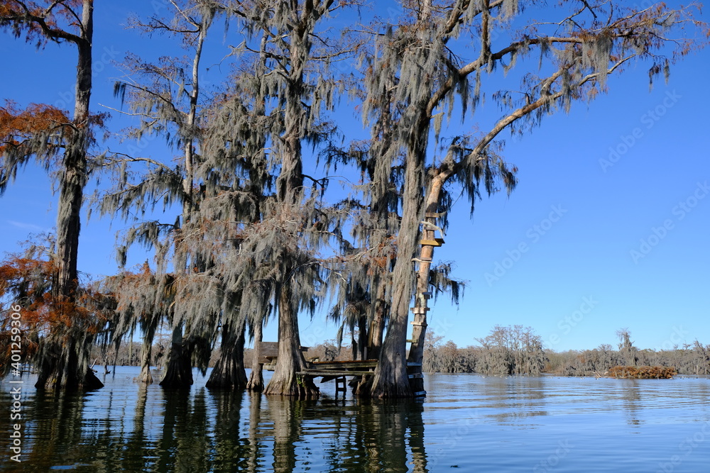 Obraz premium Lake Martin swamp tree house in Breaux Bridge Louisiana.
