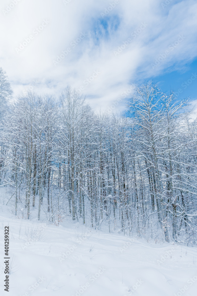 Winter snow covered trees in the mountains Winter snow covered trees in the mountains