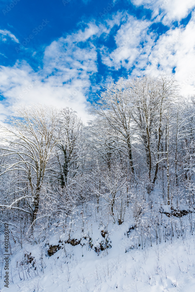 Winter snow covered trees in the mountains Winter snow covered trees in the mountains