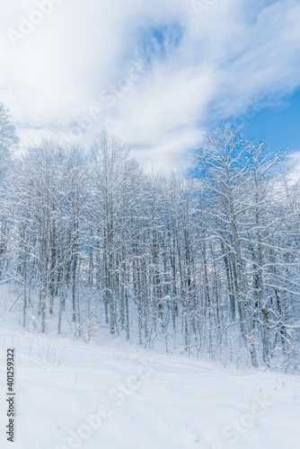 Winter snow covered trees in the  mountains © EwaStudio