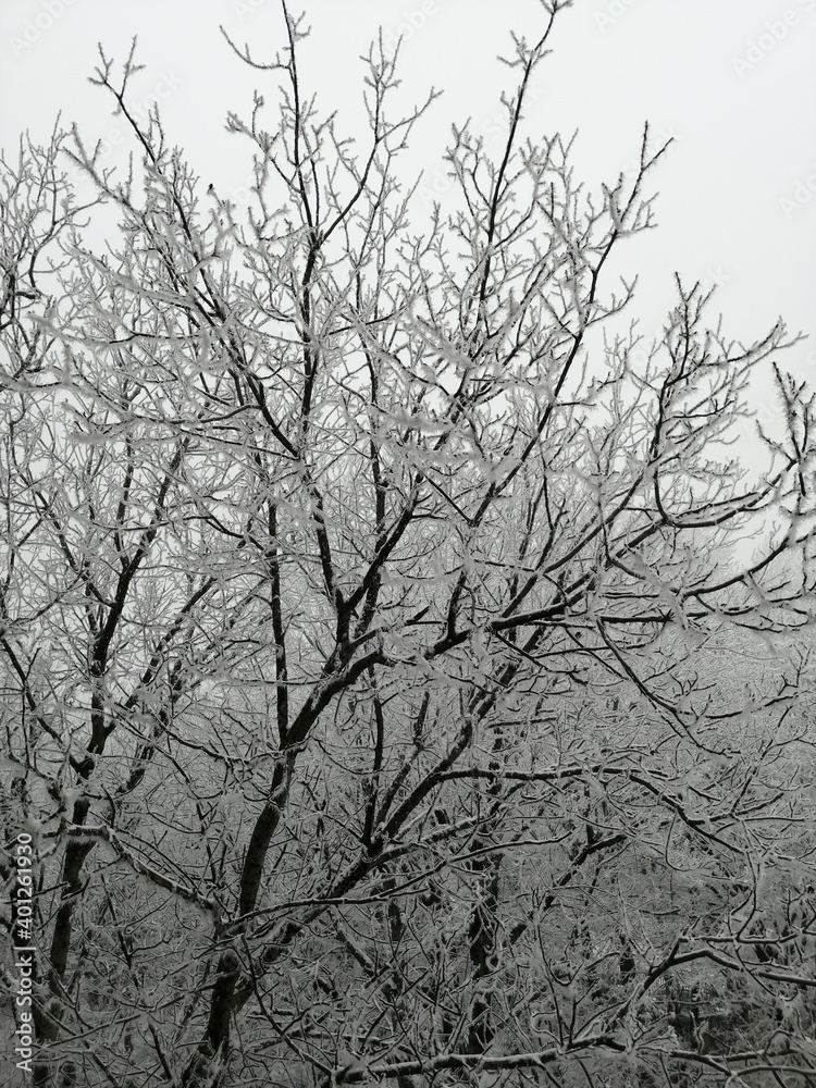 tree in snow tree in snow