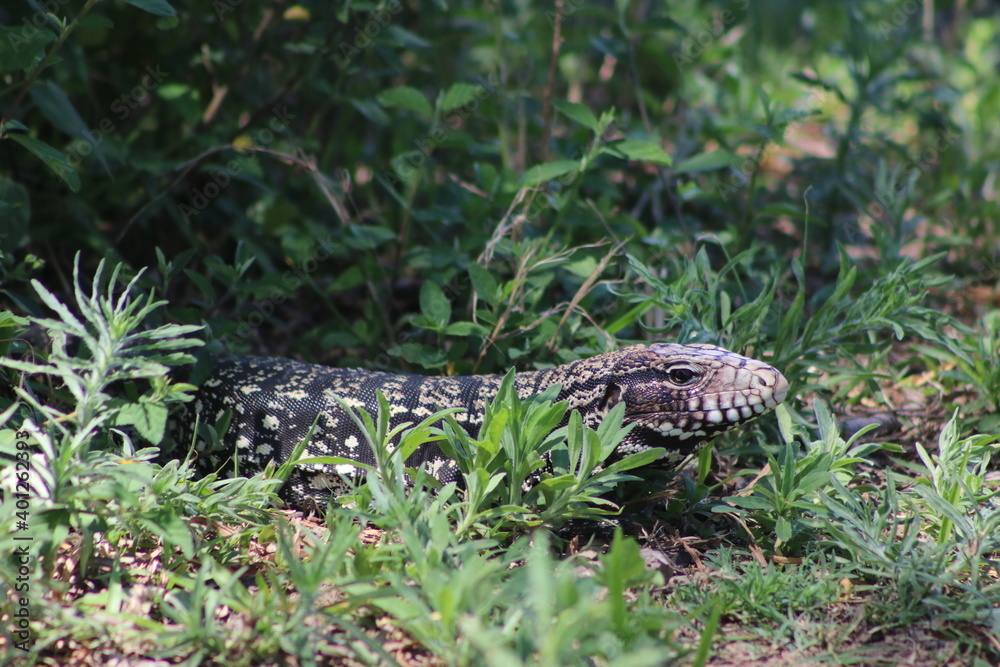 Fototapeta premium Lagarto Overo