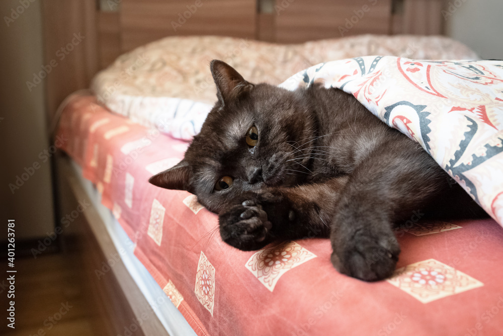 Sad cat lays on the bed under the blanket Stock Photo | Adobe Stock