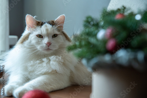 A beautiful fluffy pet sits next to a Christmas bouquet.