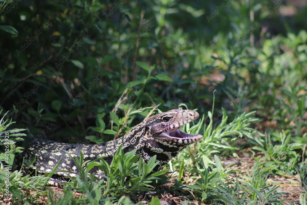 Naklejka premium Lagarto Overo