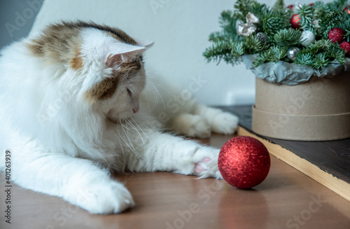 A beautiful fluffy pet sits next to a Christmas bouquet.